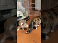 猫とうさぎが初めて会ったら、軽くスルーでした。笑