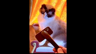 猫ブラシを見せたら鳴き震えて喜ぶメスラグドールが可愛いすぎた