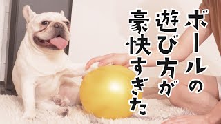 フレブル子犬のボール遊びが豪快すぎ！ [フレンチブルドッグと同棲カップルVLOG]  Frenchbulldog