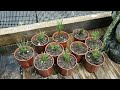 successful propagation of japanese black pine cuttings