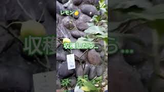 今日のレモン🍋栽培　 #shorts_ #kitchengarden #shortsyoutube #shortsfeed #家庭菜園初心者 #野菜 #レモン栽培 #レモン