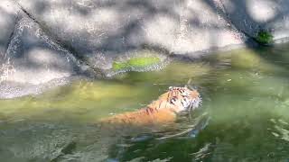 アースくん 上から落とした枝をくわえて泳いでますネェ〜　アムールトラ　浜松市動物園にて　2023年6月17日