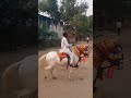 #funny Indian ghoda dance 🐎||#youtube #viral #video #shorts