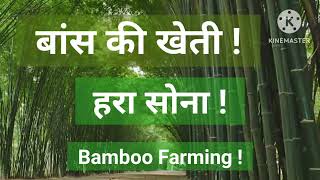 बांस की खेती ! हरा सोना ! Bamboo Farming ! Small Business Ideas Part 6.