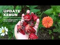 UPDATE KEBUN: PANEN BUNGA ROSELLA + CARA AMBIL BIJI UNTUK BENIH BARU