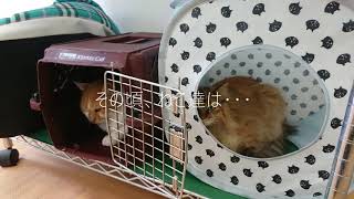 【第2飼育室の引越し①】動物・専門学校・トリマー・愛玩動物看護師・アクアリウム・飼育員