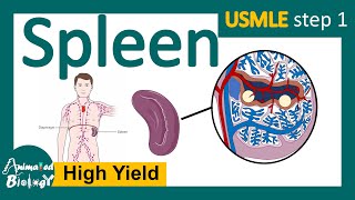 Spleen | Role of spleen in immunity | Red pulp vs white pulp | Splenomegaly | Sp
