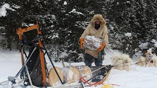 Life at my Off Grid Cabin - Hauling Firewood By Dog Team