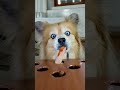 super funny puppy challenge biting dog challenge does my dog bite my finger