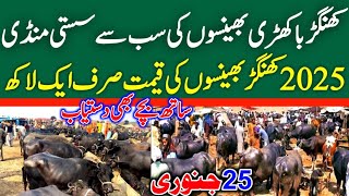 Buffalo Prices in Punjab Today | Fresh Rates Update | Khangar Buffalo