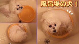 足を洗うときはついついタライの中に入ってしまう犬！ビションフリーゼ