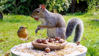 🔴 CAT TV NO ADS 🕊️ Birds \u0026 Squirrels Find Food on a Summer Lawn 🐿️ Cat sensory videos 4K HDR