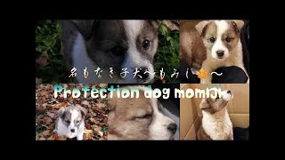 【名もなき子犬】~もみじ~Protection dog momiji Happy life