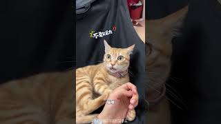 猫犯错别打！放喵界脏话教育它 #猫咪犯错 #猫咪 #科学养猫 #猫猫 #喵界脏话