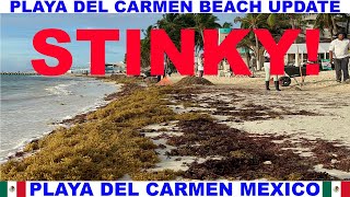 PLAYA  DEL CARMEN MEXICO BEACH AND SEAWEED UPDATE - THE BEACH AND SEAWEED STINKS!