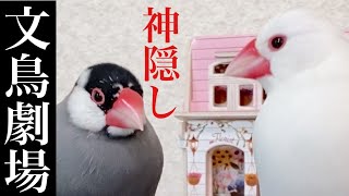 【爆笑】文鳥劇場　神隠し　#083