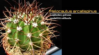 รวมสายพันธุ์กระบองเพชร   | เมโล่ แคคตัส Melocactus EP1   | สวัสดีเพิ่งรัก