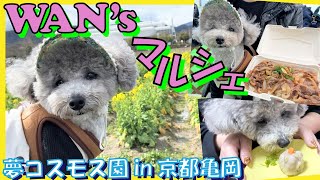 【犬イベント】WAN'sマルシェで愛犬トルテがわんこ用焼売に大興奮🐶【夢コスモス園】㏌京都亀岡（トイプードルのTorte channel)