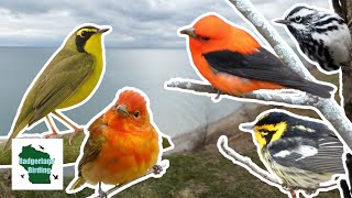 CRAZY Spring Migration Birding in Milwaukee, Wisconsin