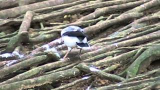 臺北市立動物園_鳥園區_黑袖椋鳥Black-winged Myna_01