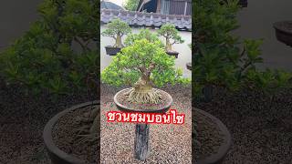 ชวนชมบอนไซ สวนบอนไซตั้มโคราช #bonsai #บอนไซ #ชวนชมบอนไซ #adenium