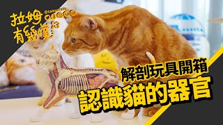 Cat's toy organ placement｜LAMUNCATS ♤