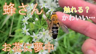 大きな蜂　キンケハラナガツチバチ(金毛腹長土蜂)　手乗り蜂  泥バチ　蜂の巣