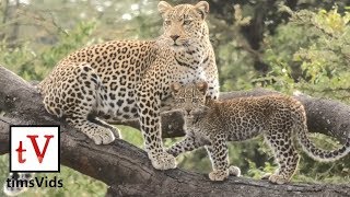 Wild leopard and cub in the Masai Mara - Fig & Furaha