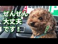 トイプードルが車でお留守番！ピーピー泣いていたのに急にキリッとする愛犬が可愛いｗ🐶