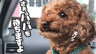 トイプードルが車でお留守番！ピーピー泣いていたのに急にキリッとする愛犬が可愛いｗ🐶