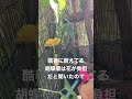 胡蝶蘭の花を切る　暑さで弱ってる時に花は重荷だと聞いて（やる時は自己責任でね）