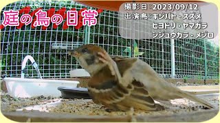 【庭の鳥の日常】(23,09,12) 色々な野鳥が来ました。 #sparrows #sparrow #turtledoves #turtledove