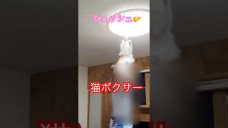 【猫動画】虫取りの手伝い #猫ボクサー#shorts #catshorts #ねこ #ミヌエット #猫のいる暮らし #cat #cute #catlover #catvideos