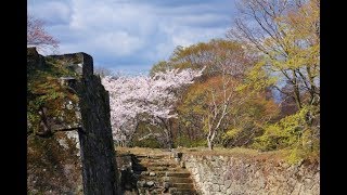 桜の岡城址