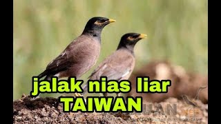 #TKI_TAIWAN.                                                      Mengintip burung jalak nias taiwan