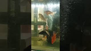 Fish Lovers || Beauty of fish #viral #shorts #short #youtubeshorts #trending