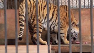 食事中のアムールトラ「アルチョム」- 多摩動物公園 ~ Amur Tiger \