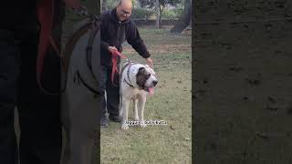 JAGGURE INDIAN PAKISTANI MASTIFF BULLY KUTTA #jaggurebullykutta #pakistanibully #bullykuttaworld