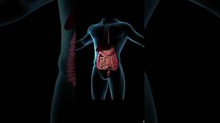Amazing Structure Location - The Pancreas | Anatomy 👉 #shorts #anatomy