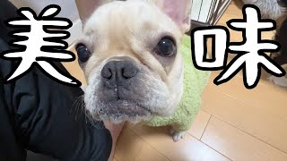 愛犬にはじめていちごを与えてみた結果.... #フレンチブルドッグ #キャバリア #多頭飼い