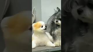 scary dogs reaction🐕😂 #shorts #cutedogs #funny #viral #shortvideo #funnydogs