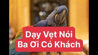 Dạy Vẹt Nói Ba Ơi Có Khách