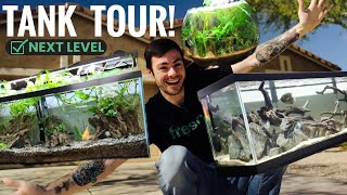 INSANE Fish Room Tour! You NEED to see these Tanks!