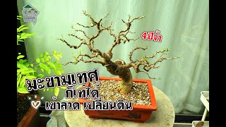 Gu Bonsai Workshop : มะขามเทศก็เท่ได้