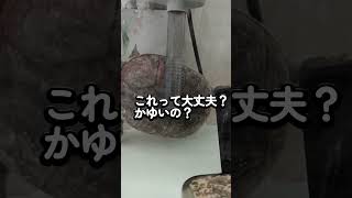 【ミシシッピニオイガメ】甲羅♪ゴシゴシ擦る亀