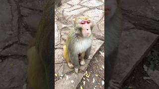 इस बन्दर ने ऐसा क्या कर दिया जिससे सभी लोग परेशान हैं 😱 #shorts #monkey #1million