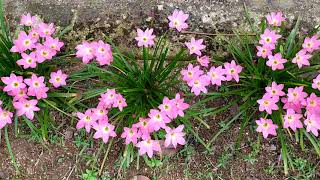 Ornamental Bloom - Pink Rain Lily (Zephyranthes rosea)