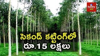 Sandalwood Cultivation | Melia Dubia (Malabaru Vepa) Cultivation | hmtv Agri