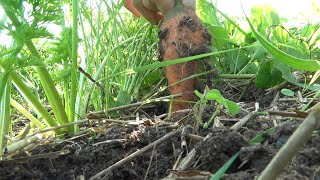 【自然農】2021年11月20日畑の様子　配達準備の収穫・人参・大根・里芋など【natural farming】