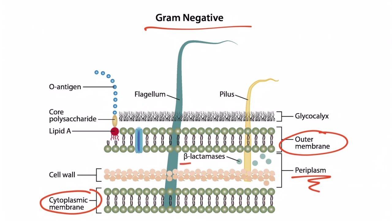 Bacterial Structures For The USMLE Step 1 - YouTube